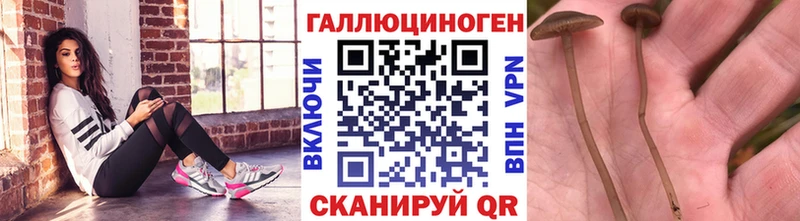 Псилоцибиновые грибы Psilocybe  дарнет шоп  Гулькевичи 